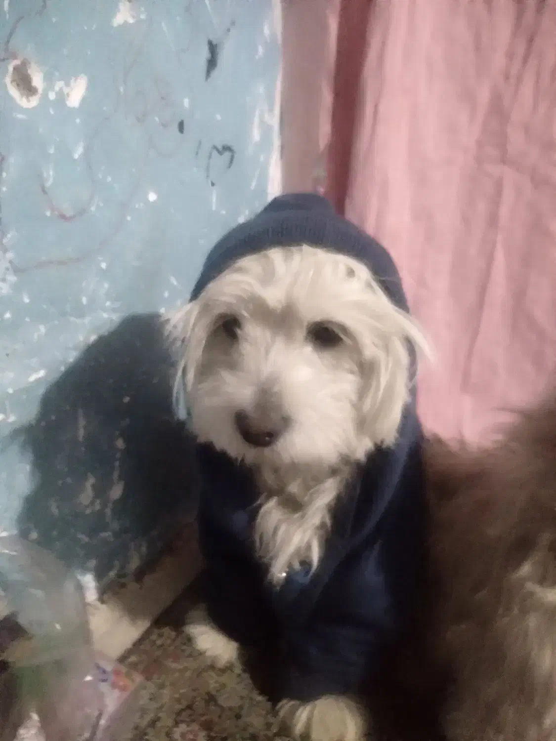 گمشده مژدگانی ۵ ملیون|سگ|کرمان, |دیوار