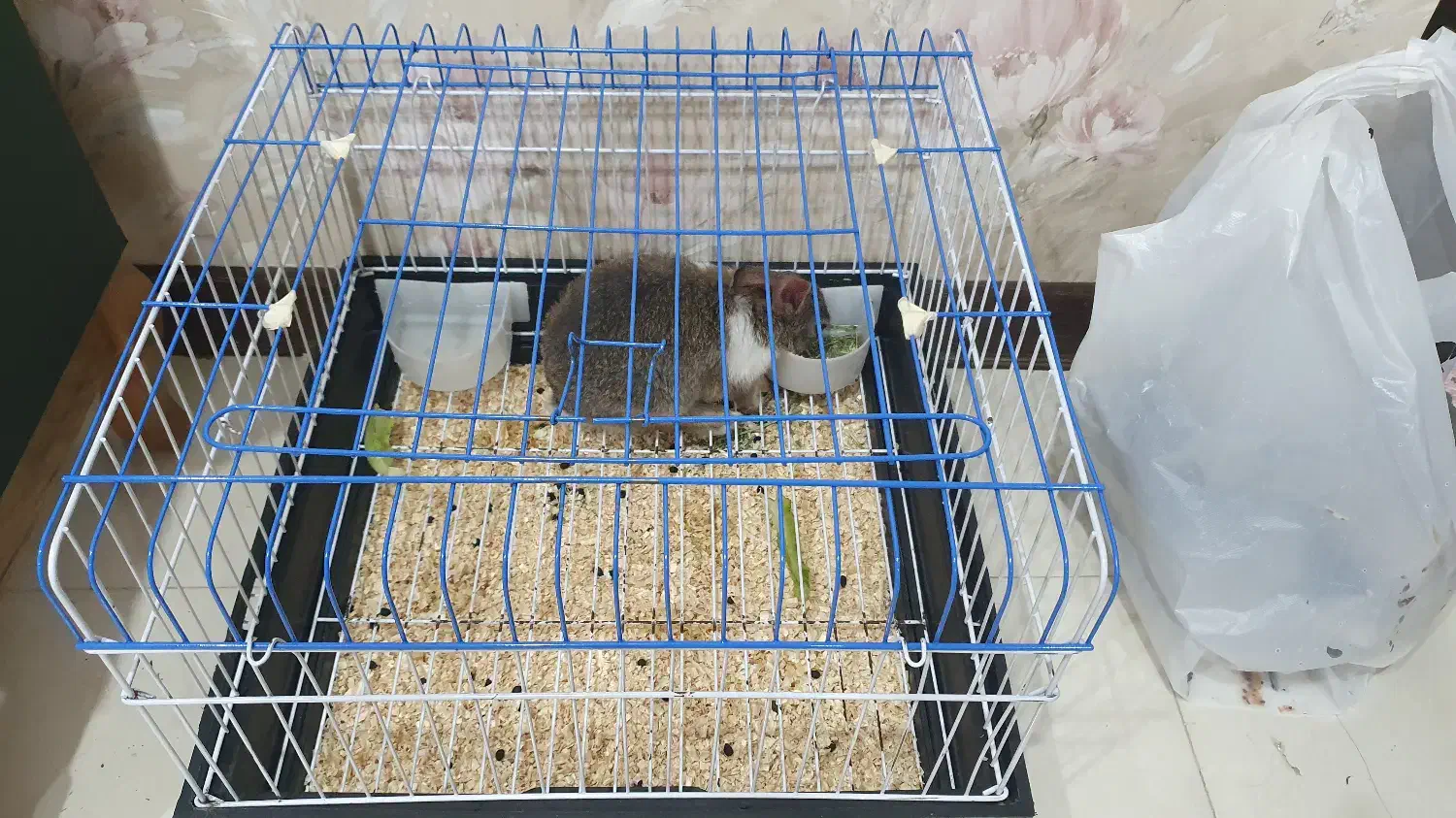 خرگوش|موش و خرگوش|اهواز, کیان اباد|دیوار