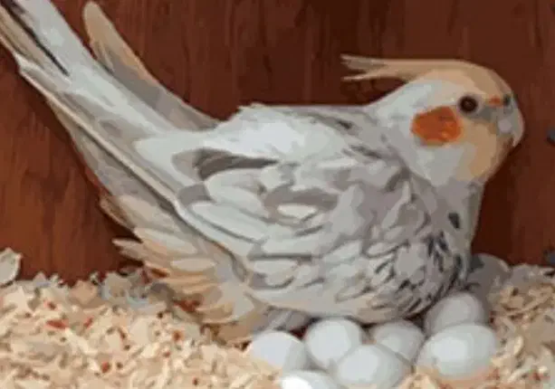 عروس هلندی|پرنده|تربت‌حیدریه, قائم|دیوار