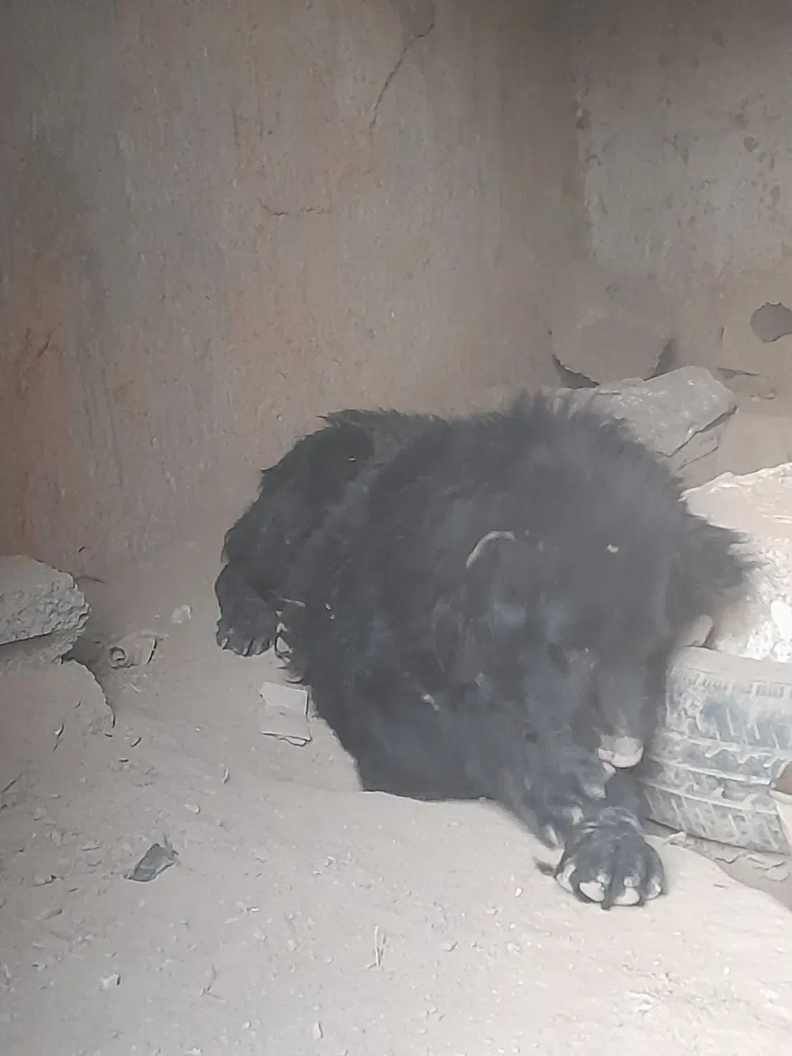 واگذاری یک عدد توله ۱ساله|سگ|داران, |دیوار