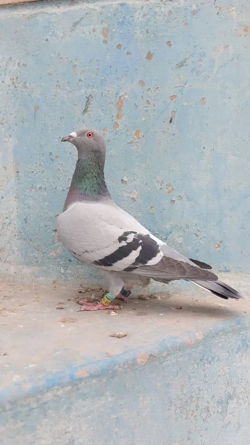 پلاکی مسافتی عراق نامبروان درجه یک|پرنده|اهواز, کمپلو شمالی|دیوار