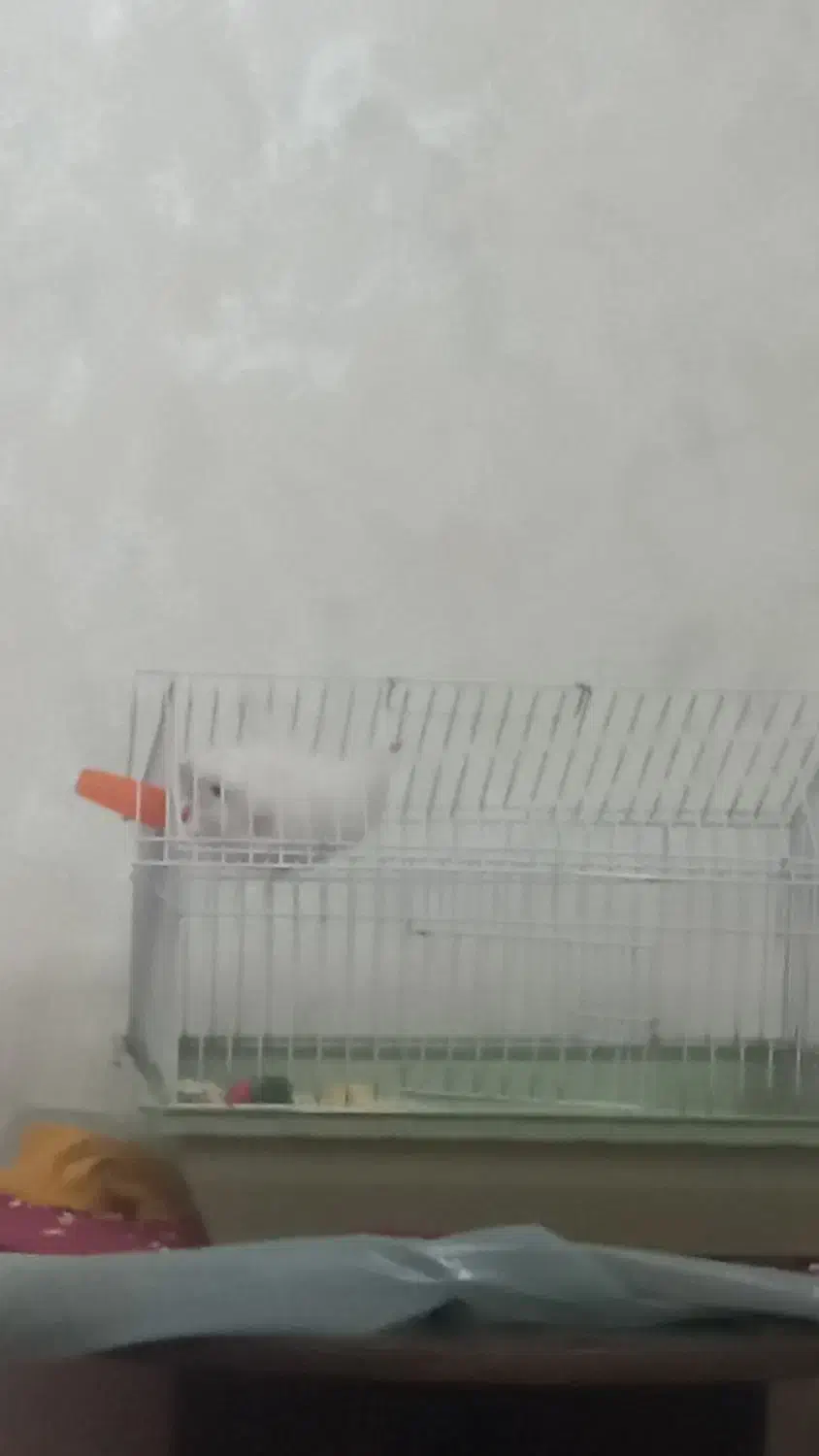 همستر سوری ماده|موش و خرگوش|تهران, مختاری|دیوار