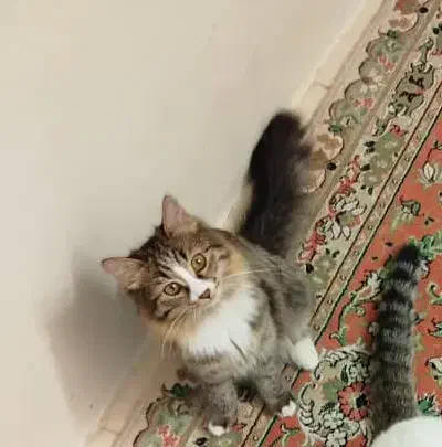 گربه گم شده|حیوانات|خفر, |دیوار