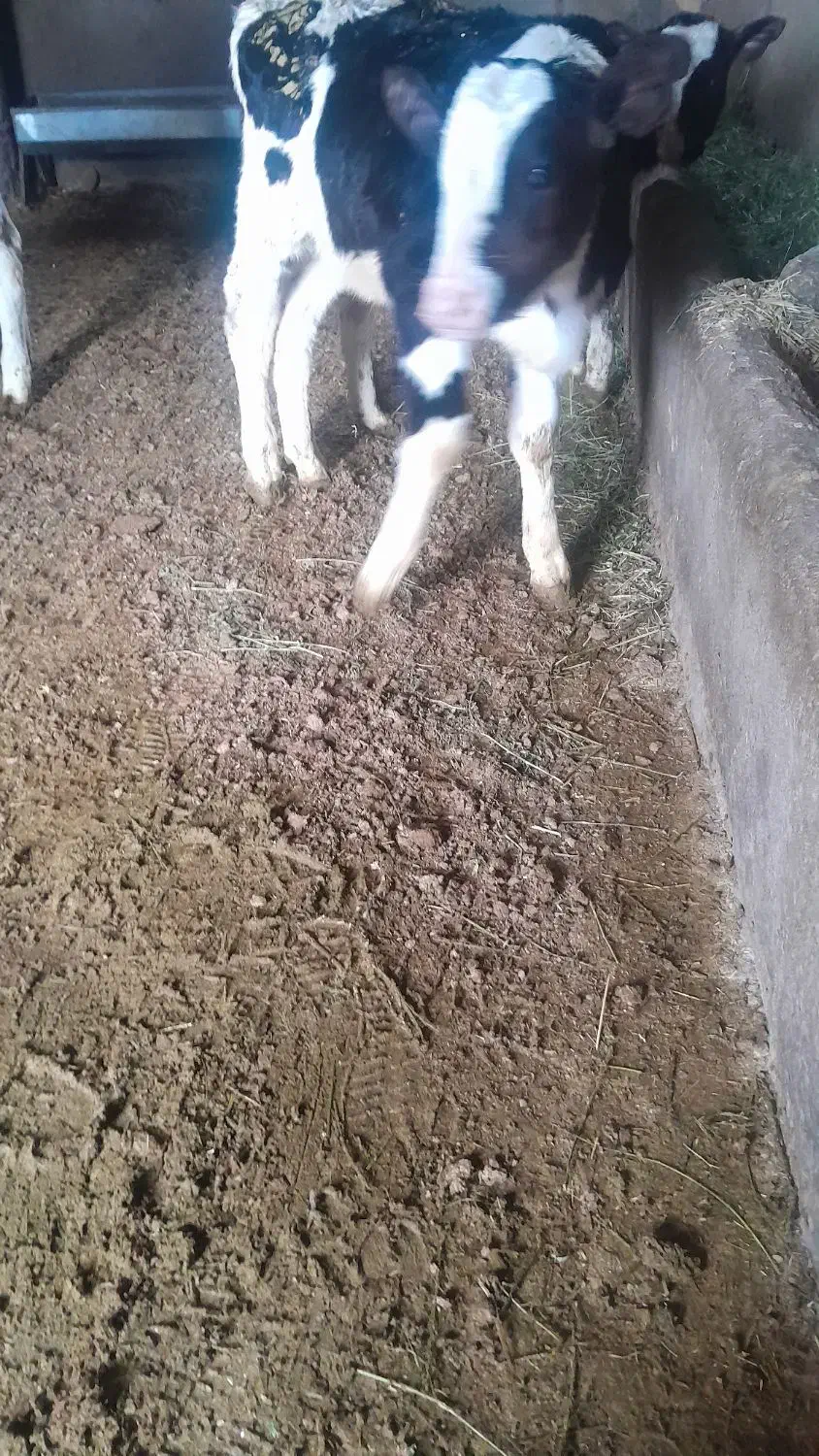 گوساله|حیوانات مزرعه|بوئین زهرا, |دیوار