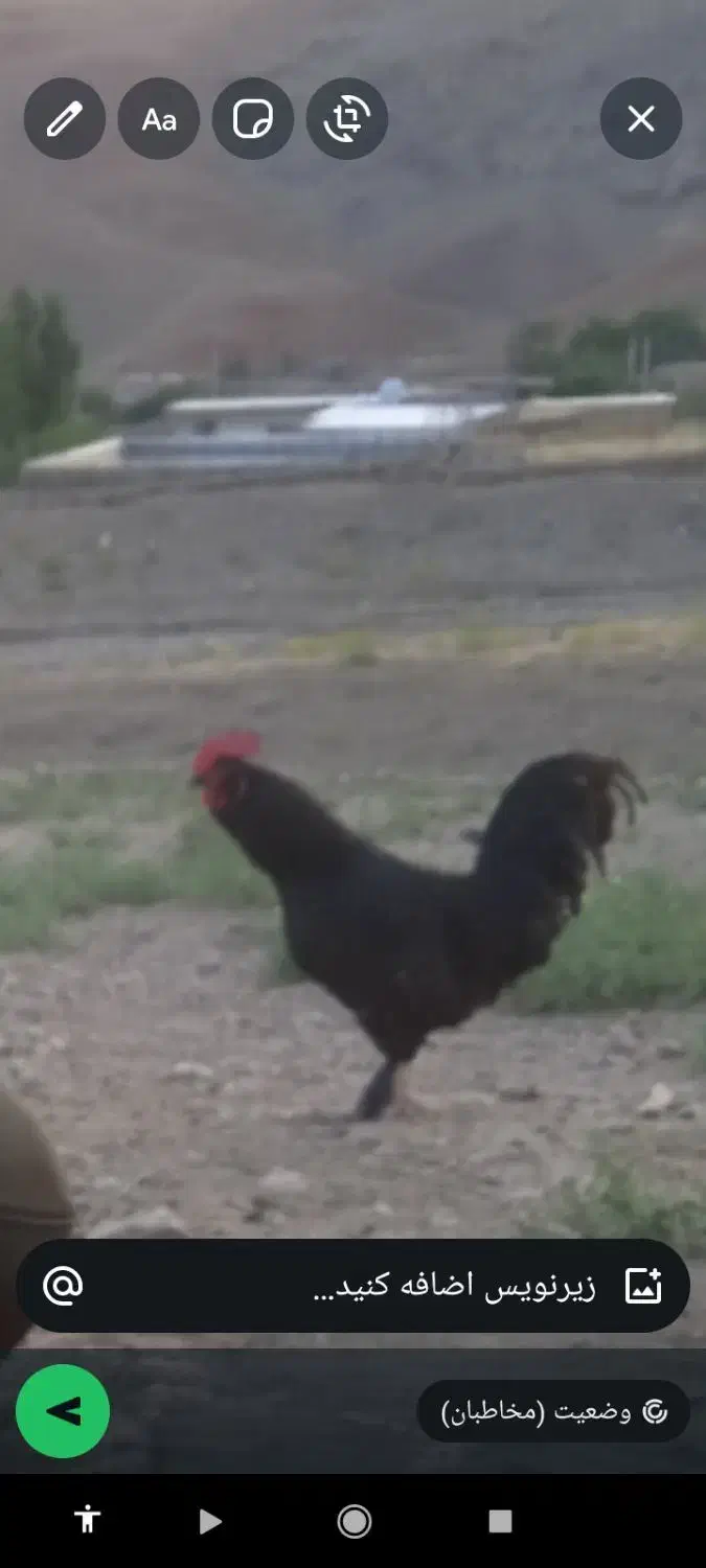 سلام خروس شب یلدا یک ملیون|حیوانات مزرعه|بازرگان, |دیوار