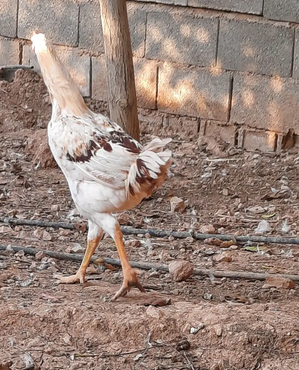 خروس لاری|حیوانات مزرعه|شیراز, سجادیه|دیوار