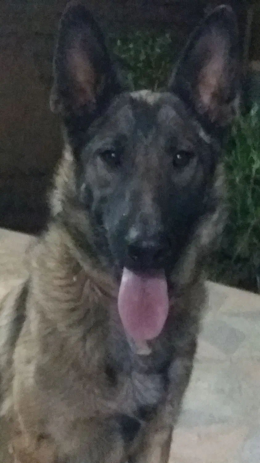 ژرمن ورک ماده|سگ|سپیدان, |دیوار