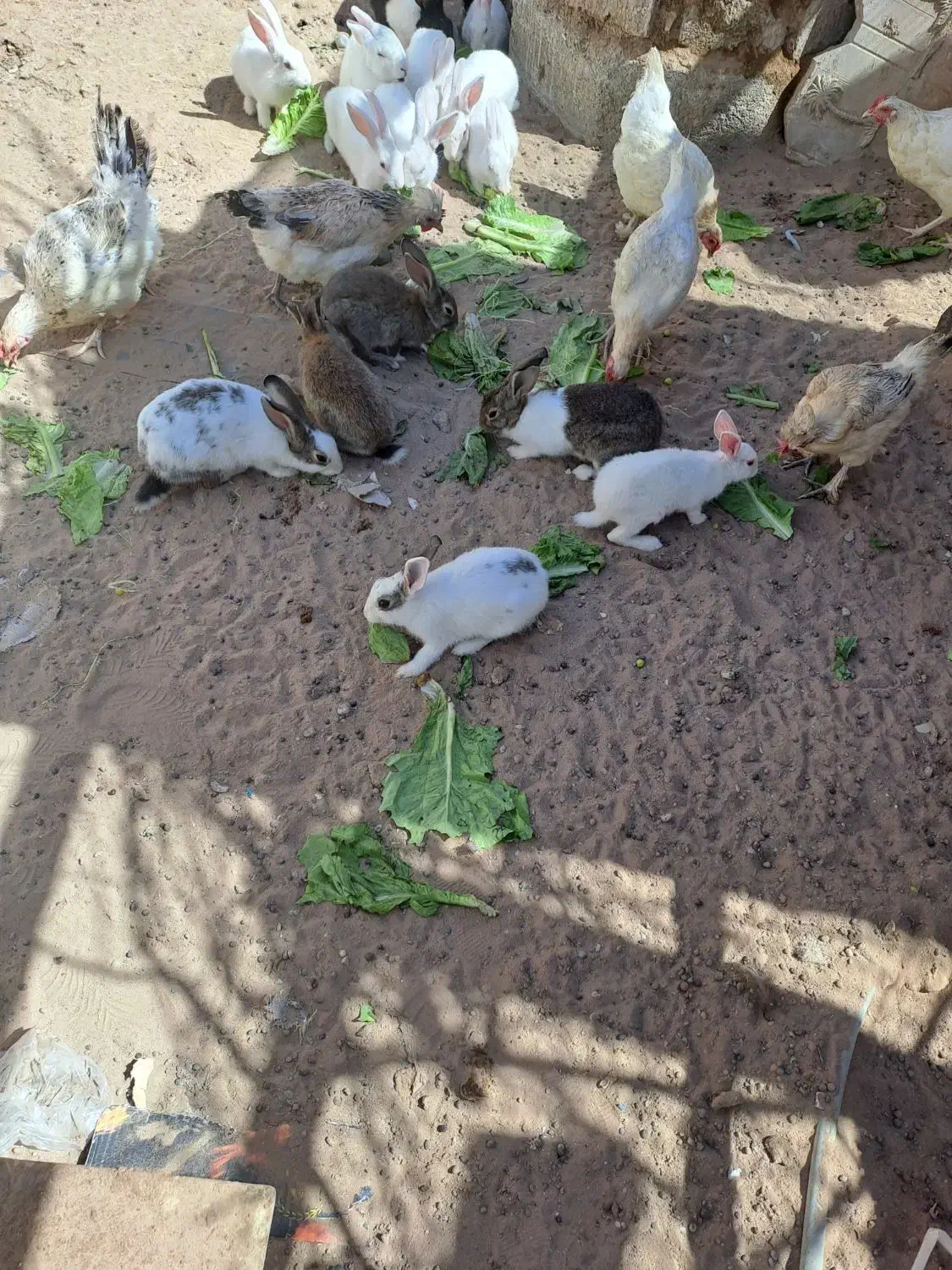 خرگوش|حیوانات مزرعه|کاشان, کارخانه سایپا کاشان|دیوار