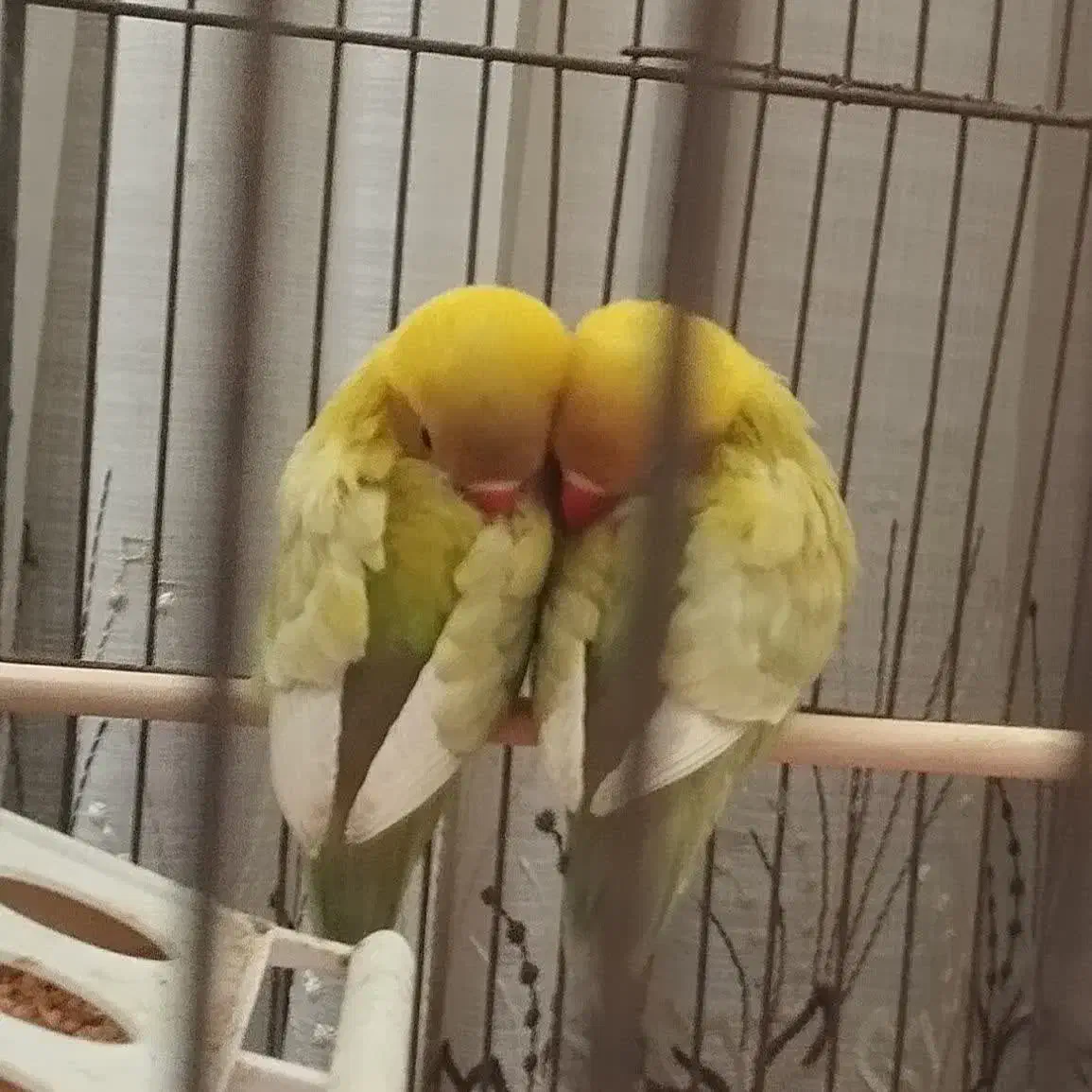 بچه کوتوله|پرنده|اردکان, |دیوار