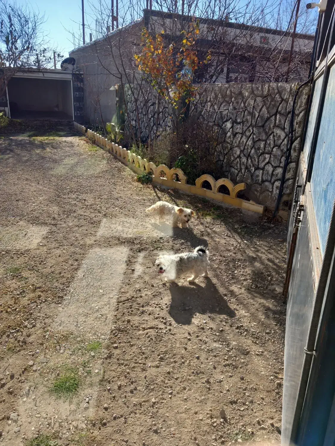 واگذاری سگ پاکوتاه|سگ|اردبیل, |دیوار