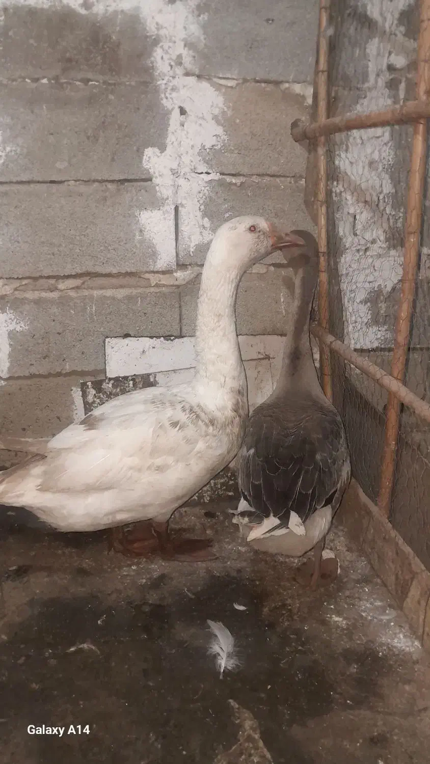 قوقاز ی جفت|حیوانات مزرعه|آزادشهر, |دیوار