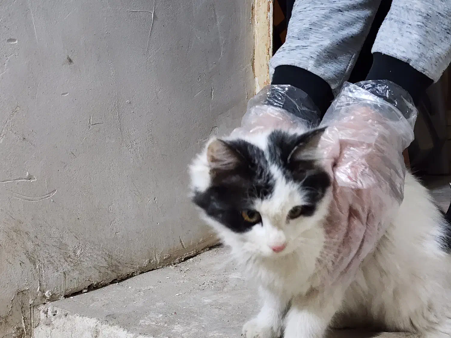 گربه|گربه|همدان, |دیوار