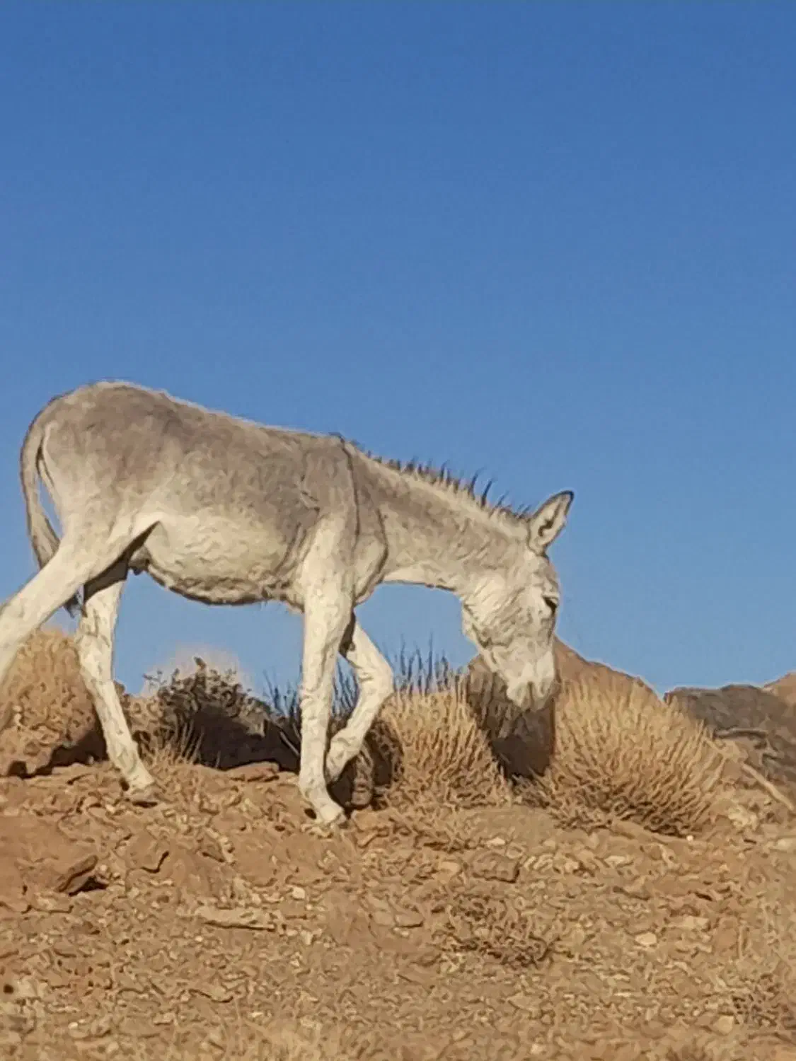 الاغ و سگ|حیوانات مزرعه|دهق, |دیوار