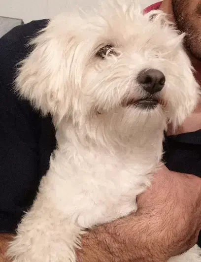 سگ شیتزو|سگ|سیرجان, |دیوار