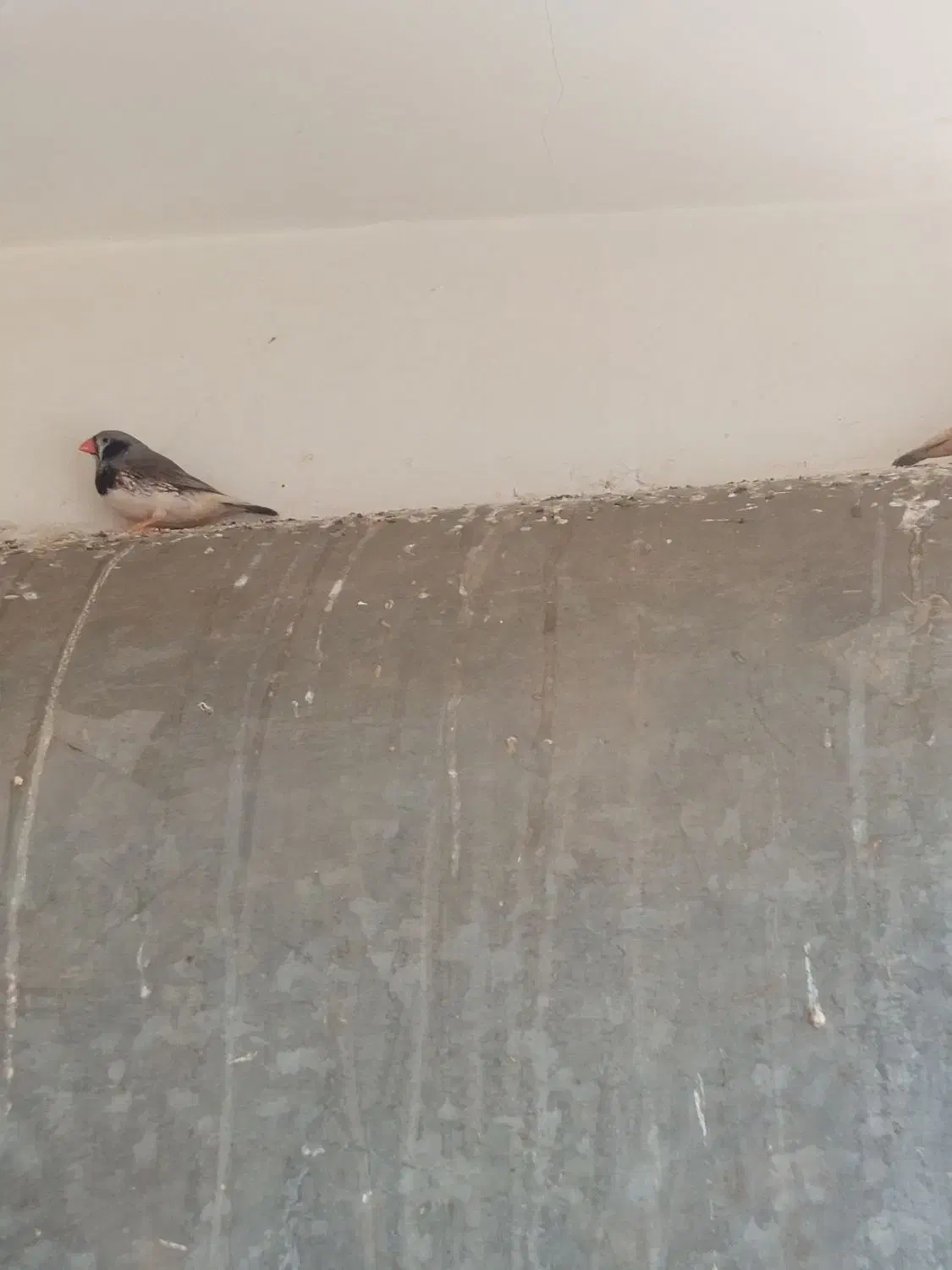 فنچ کینگ|پرنده|قم, پردیسان|دیوار