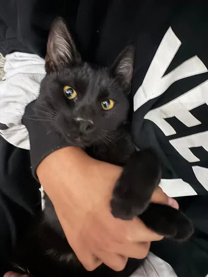 واگذاری رایگان گربه خانگی|گربه|ارومیه, |دیوار