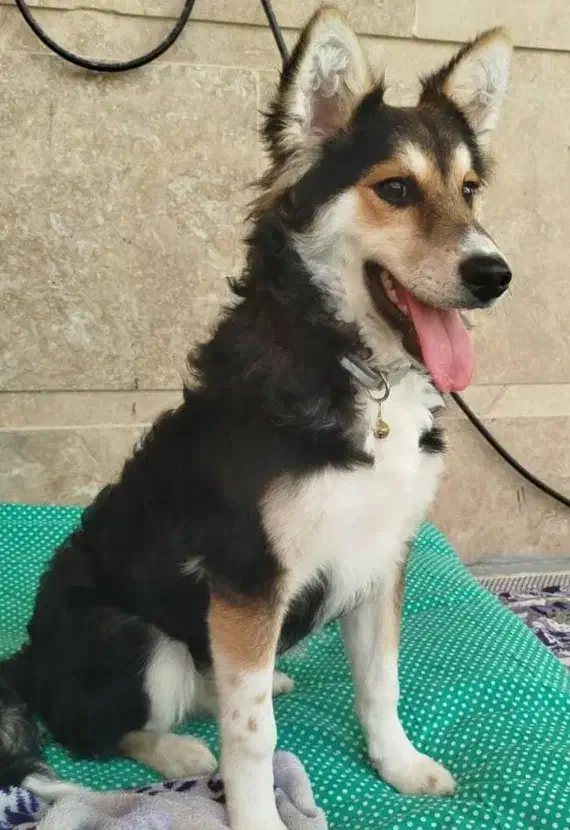 سگ (هاسکی میکس)|سگ|بوشهر, |دیوار