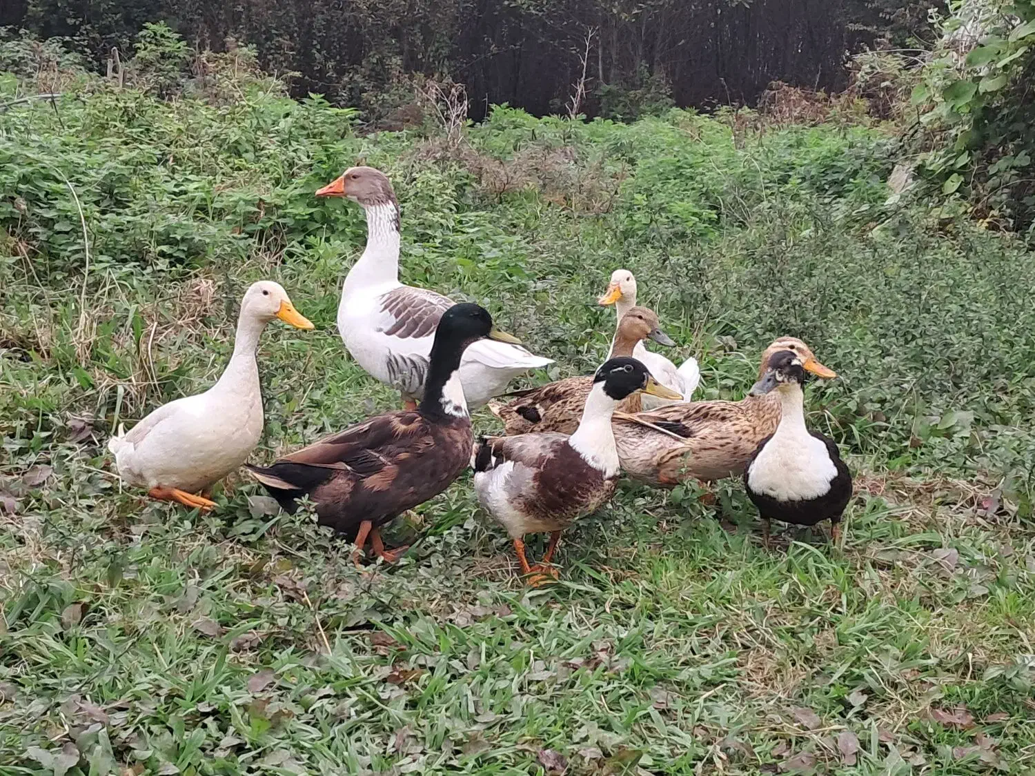 اردک و غاز محلی درشت|حیوانات مزرعه|فومن, |دیوار