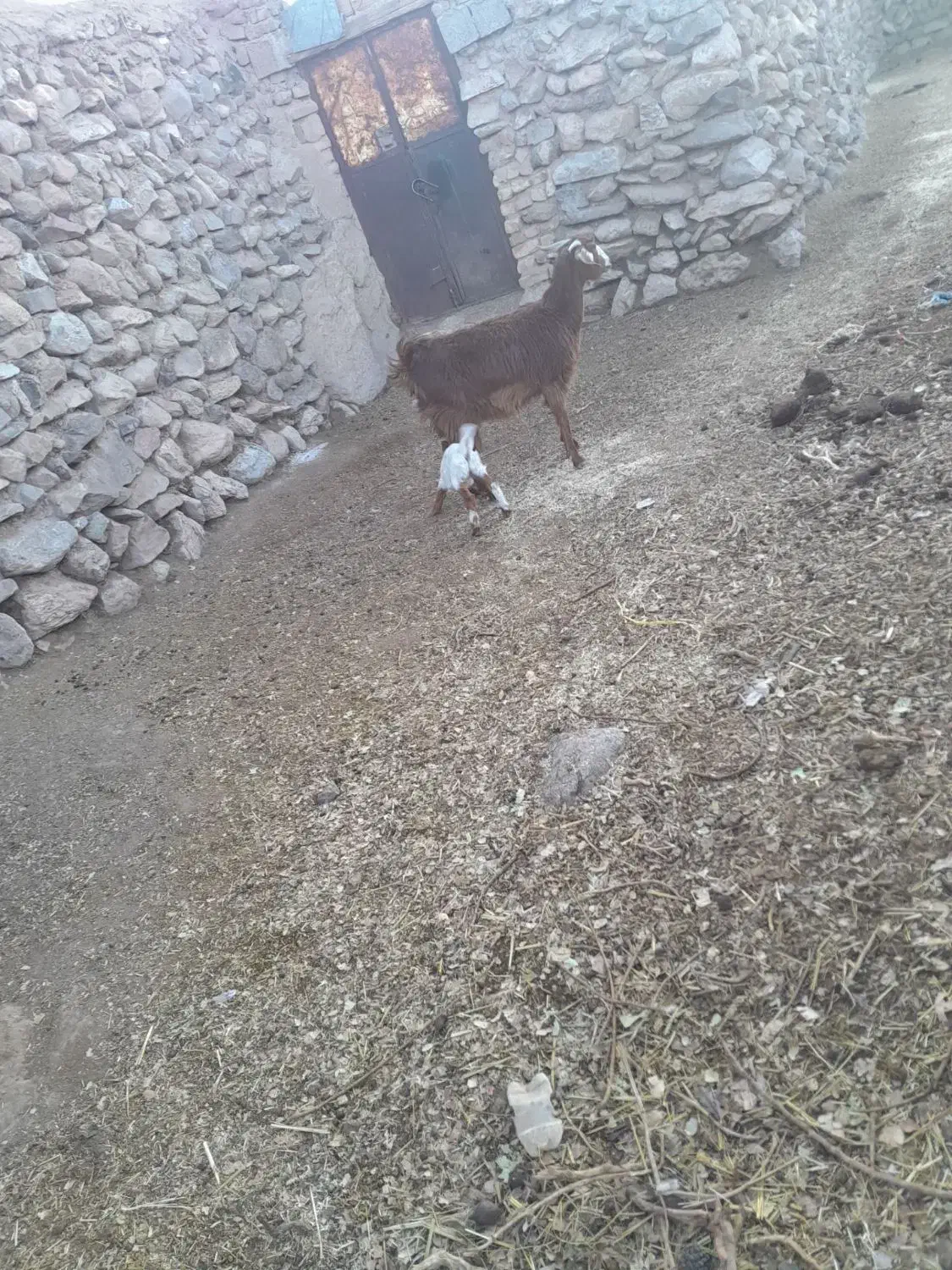 بز زاییده جوان|حیوانات مزرعه|کرمان, |دیوار