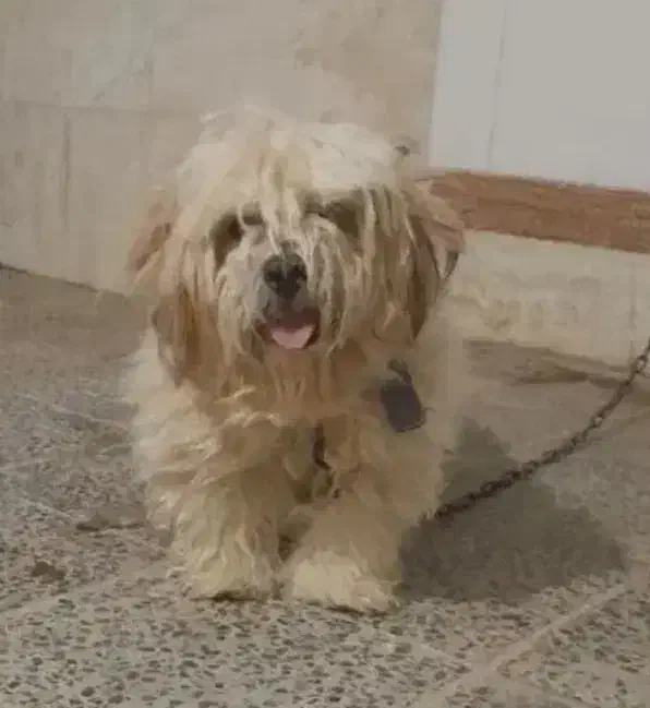 سگ پشمالو نر|سگ|ایذه, |دیوار