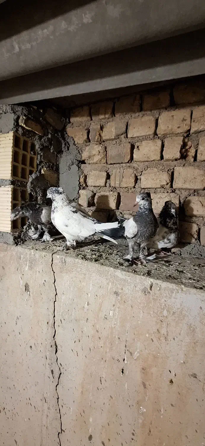 کفتر کلدم سبز کاکلی|پرنده|قم, کیوانفر|دیوار
