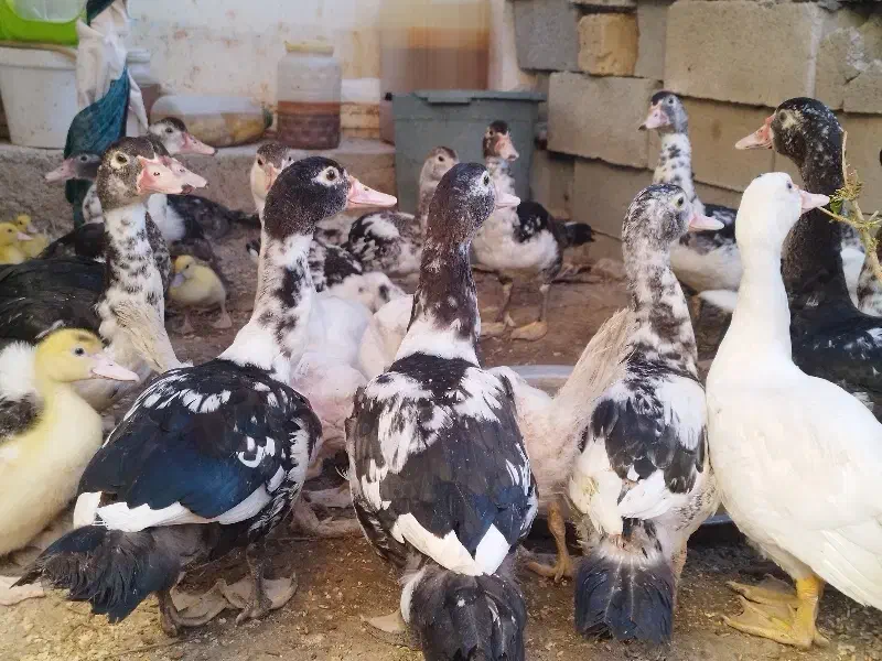 اردک سیکا نر و ماده|حیوانات مزرعه|آشخانه, |دیوار