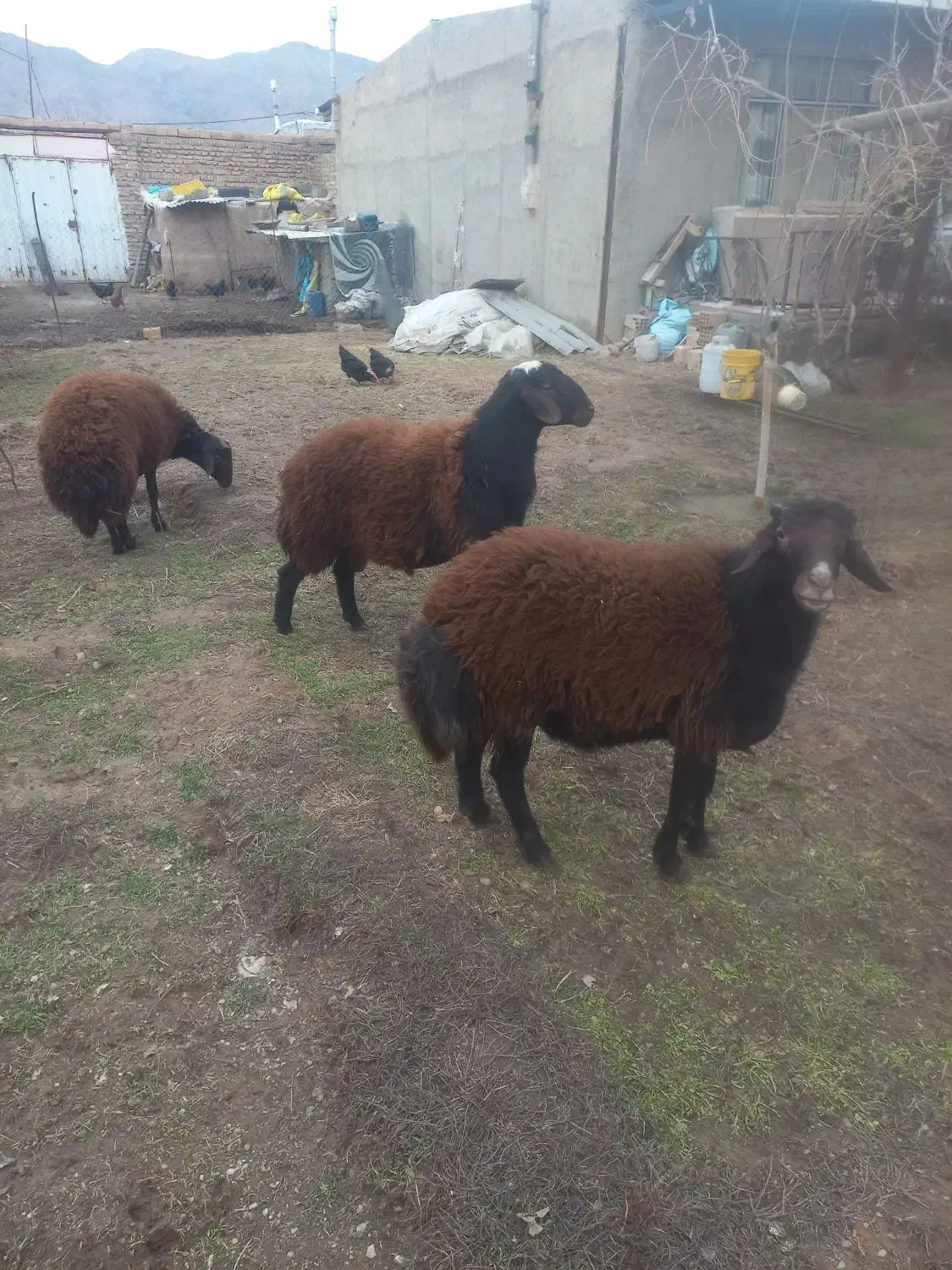 بره نر|حیوانات مزرعه|صوفیان, |دیوار