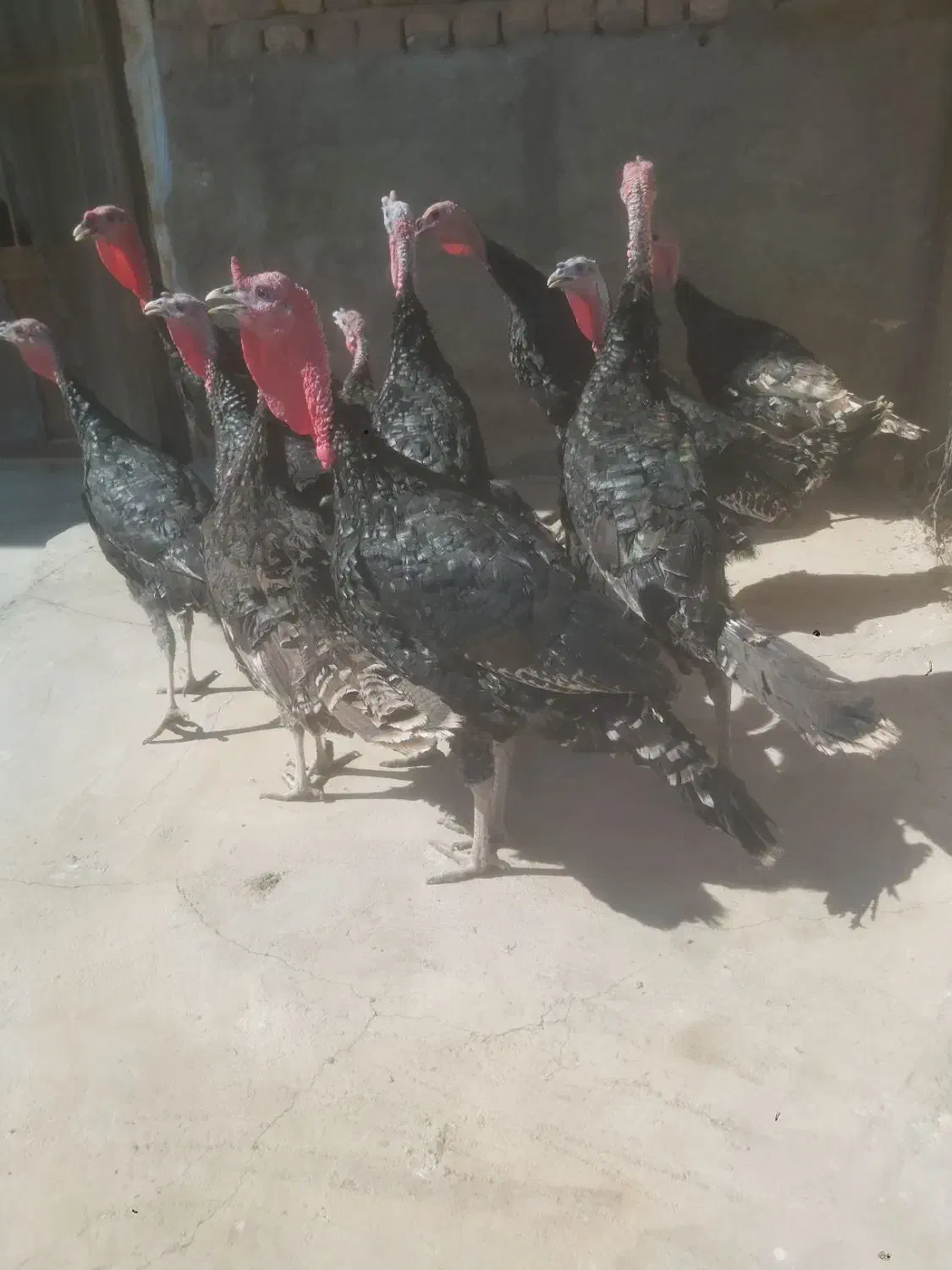 بوقلمون|حیوانات مزرعه|قم, شهرک قدس|دیوار