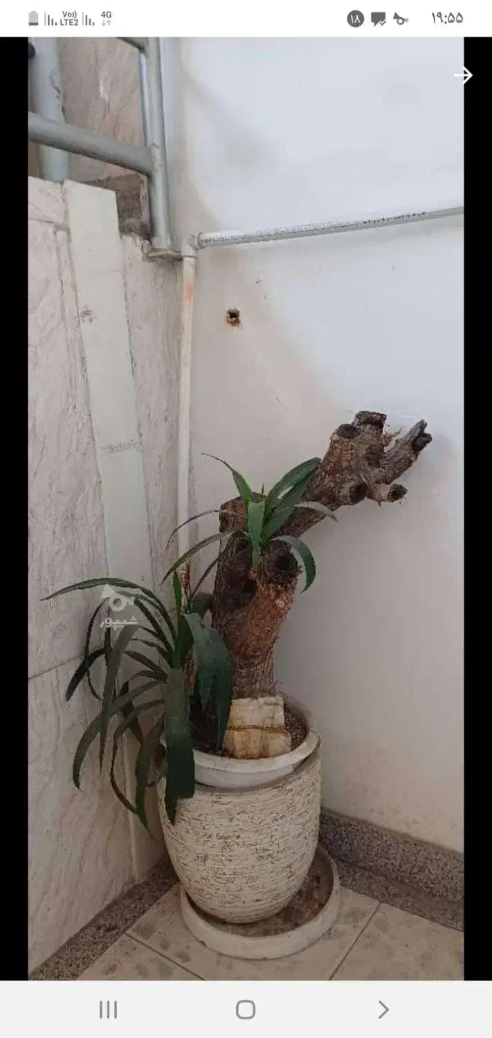 گل با گلدان سفالی|گل و گیاه طبیعی|ساری, |دیوار