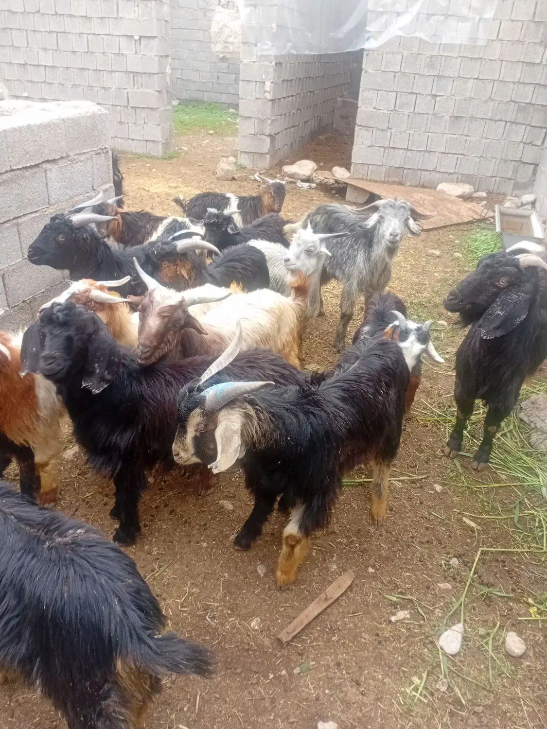 ۱۴عددکهره نر|حیوانات مزرعه|بهبهان, |دیوار