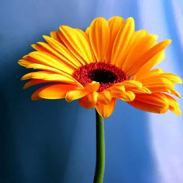 ۰۹۱۵۲۰۰۴۲۵۵|سیم‌کارت|مشهد, آزادشهر|دیوار