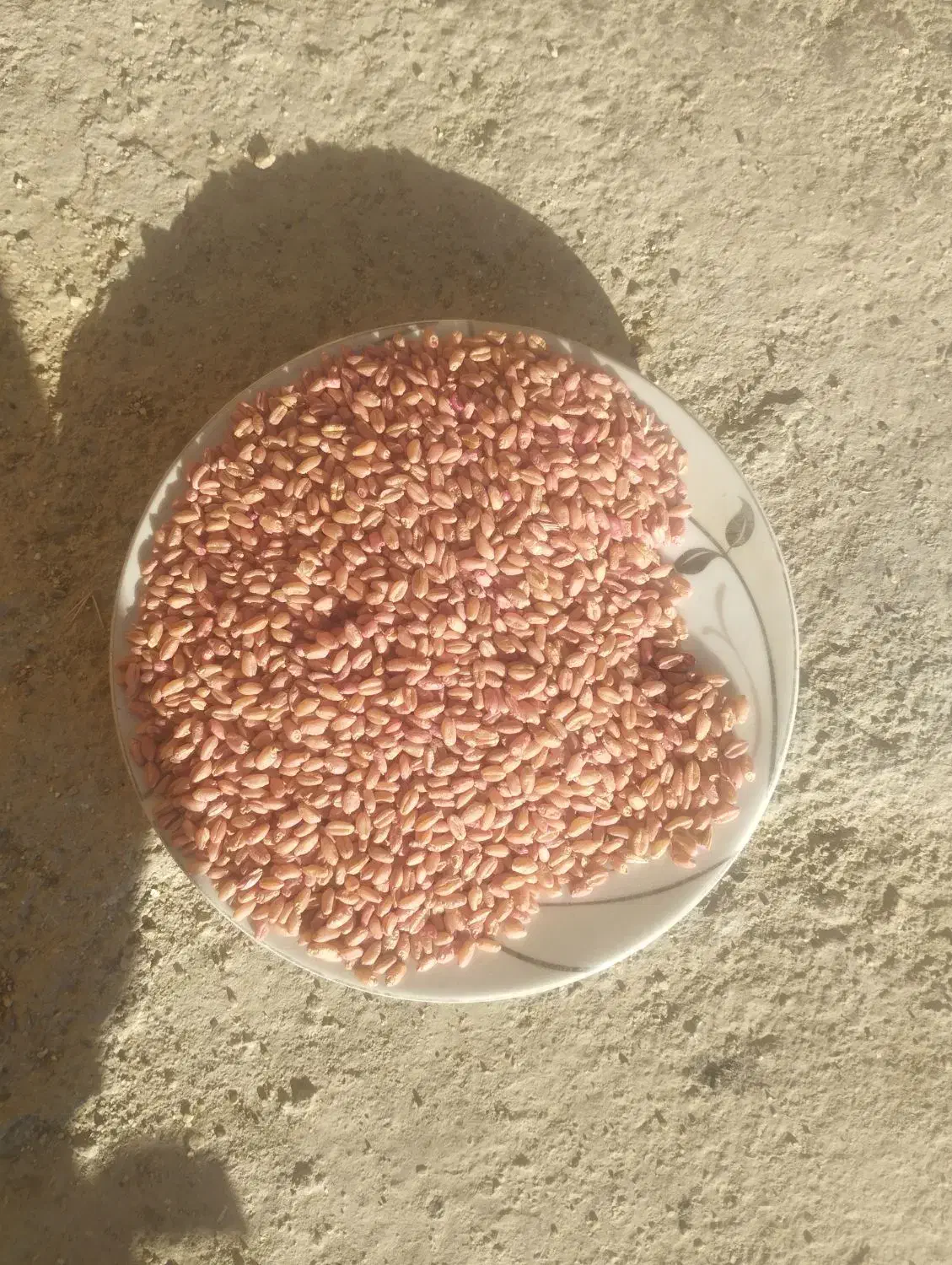 گندم آبی باقله شاخ بزی|خدمات باغبانی و درختکاری|بروجرد, |دیوار