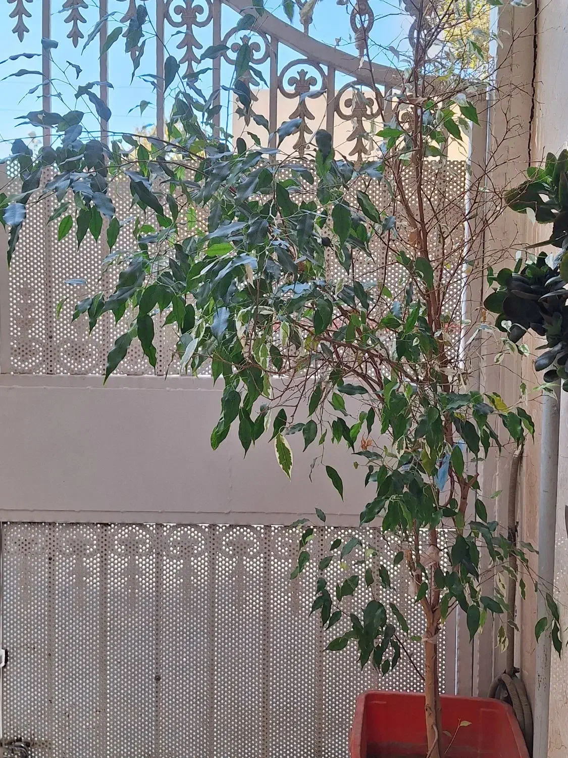 گل، (درختچه)بنجامین دو رنگ|گل و گیاه طبیعی|هشتگرد, مدرس|دیوار