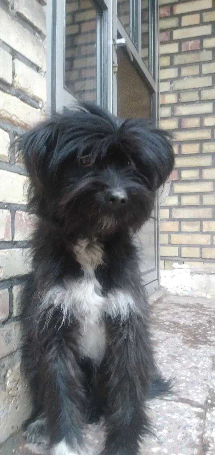 فروش سگ|سگ|اهر, |دیوار