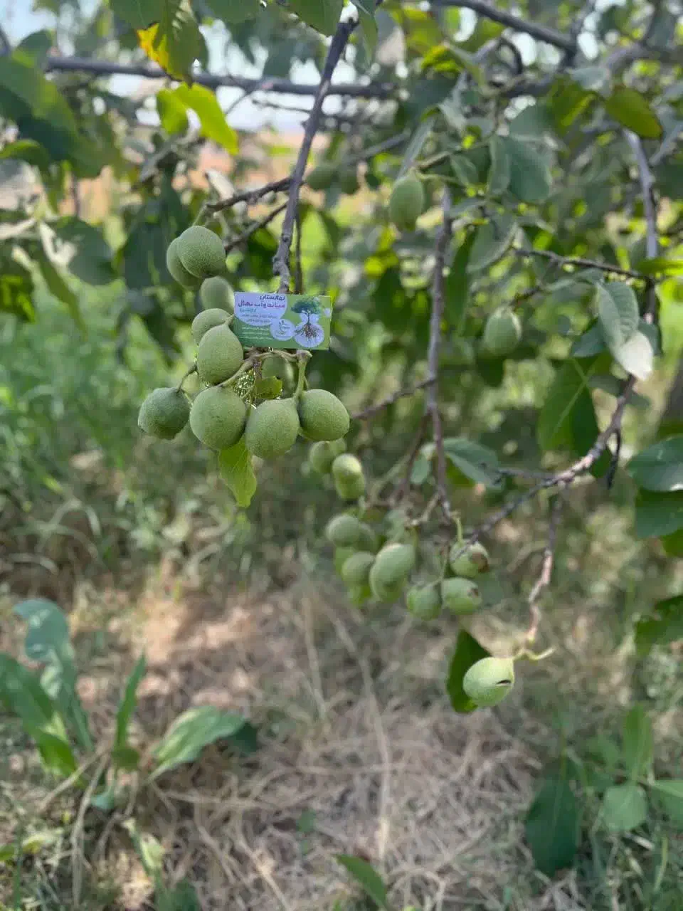 پخش نهال گردو جمال لیبل دار|خدمات باغبانی و درختکاری|صحنه, |دیوار