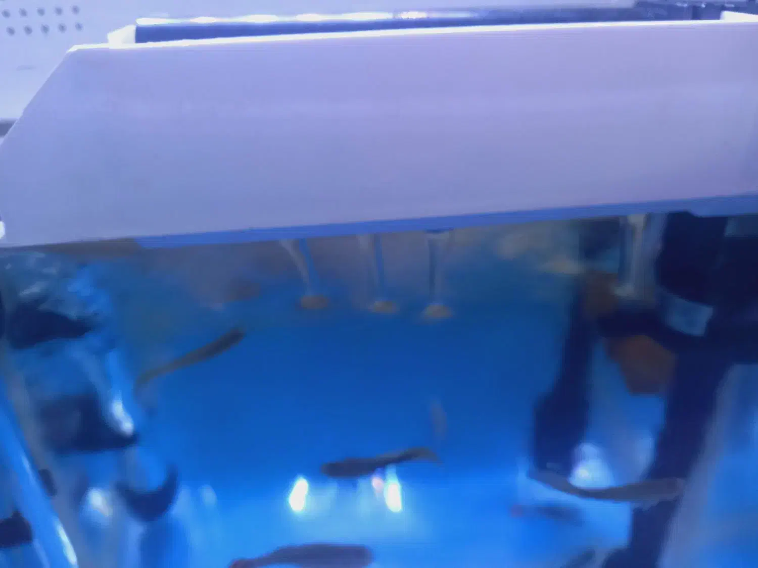 اکواریوم|ماهی|نقده, |دیوار