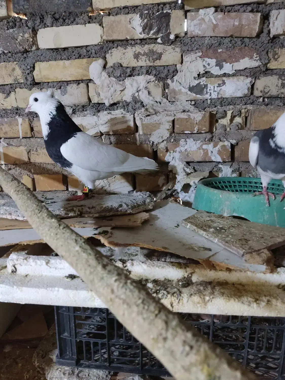 پرنده|پرنده|خرمشهر, |دیوار