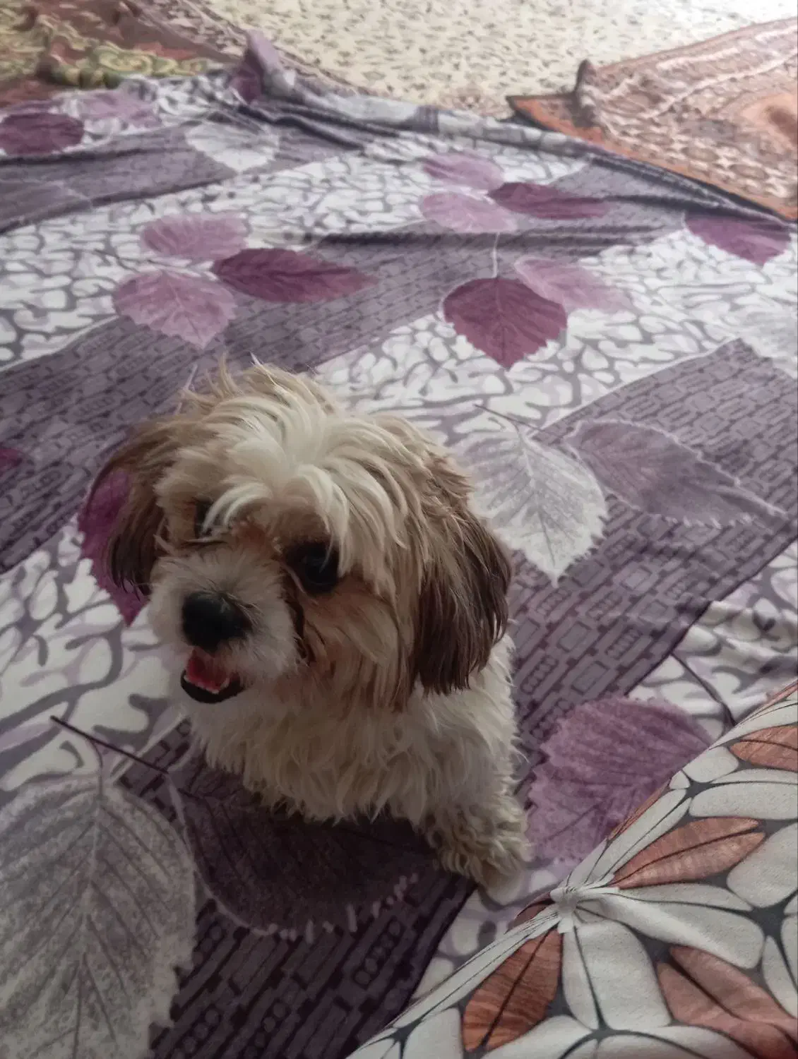 سگ‌گمشده|حیوانات|تبریز, |دیوار