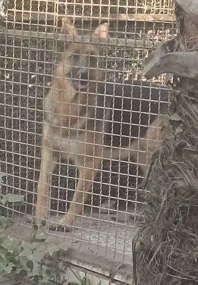 ژرمن ماده|سگ|رشت, منظریه|دیوار