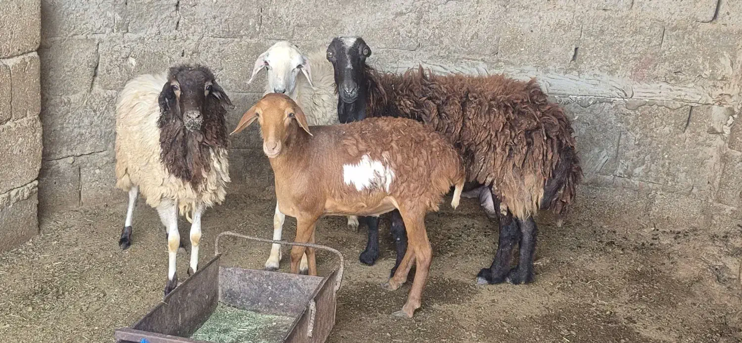 کهره و بره|حیوانات مزرعه|قشم, |دیوار