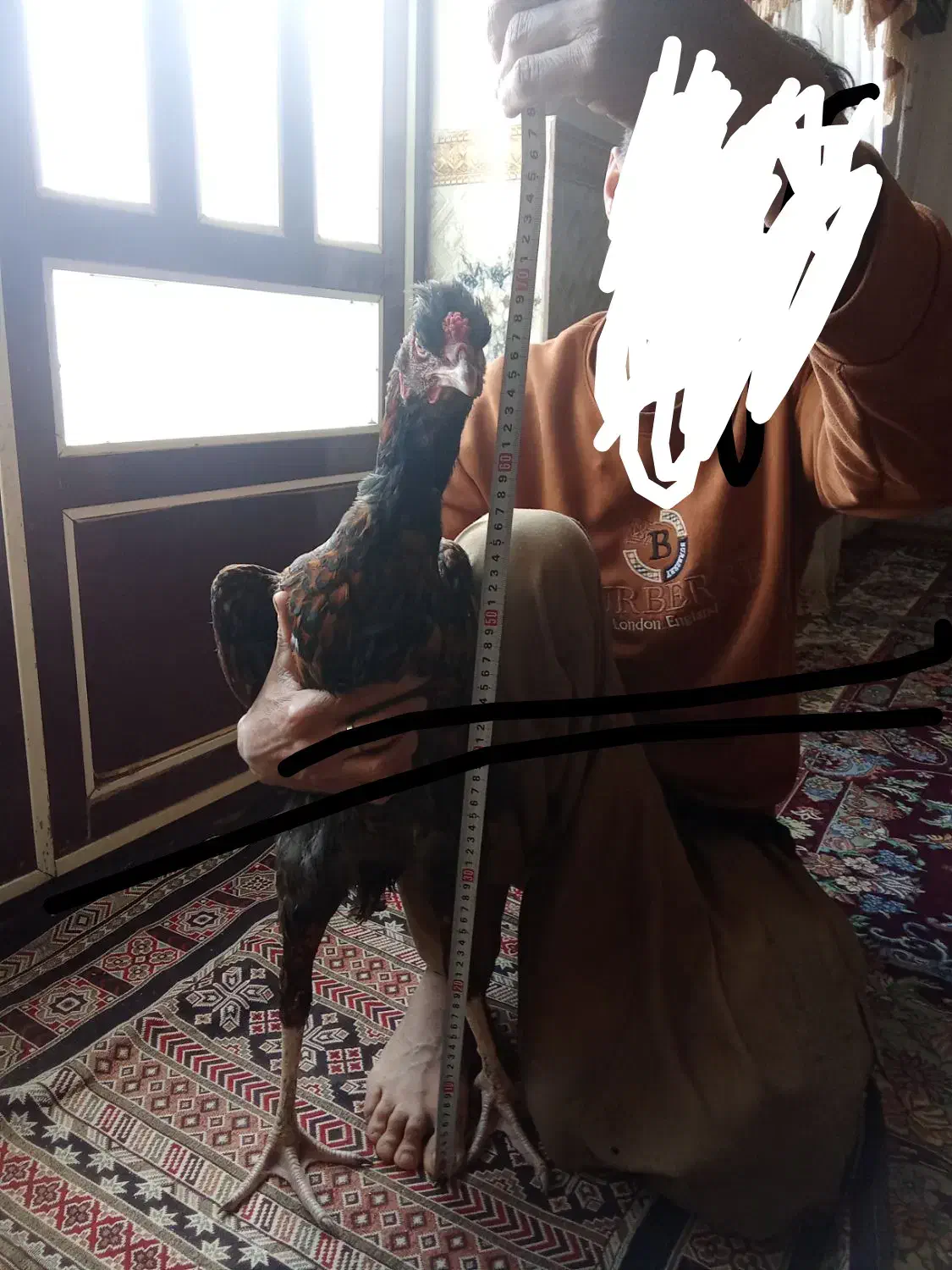 جوجه لاری|حیوانات مزرعه|آق قلا, |دیوار