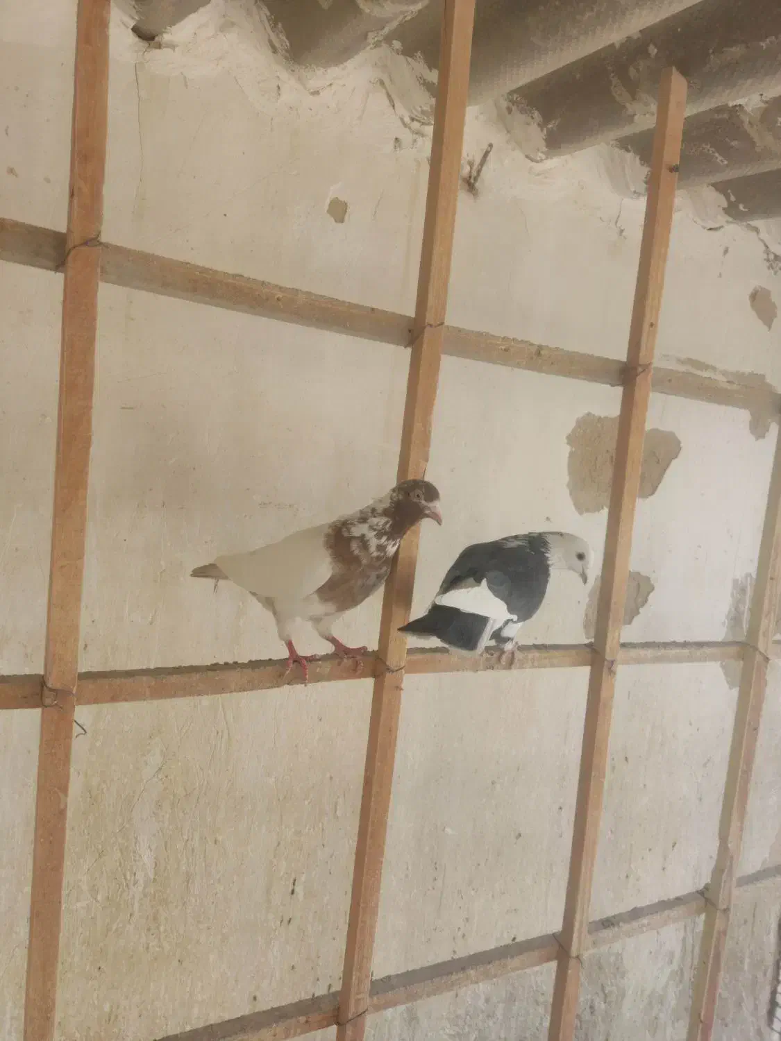 کفتر تهرانی شازده سیاه کله دم سرخ خارجی خال پیس|پرنده|فردیس, شهرک سپاه|دیوار