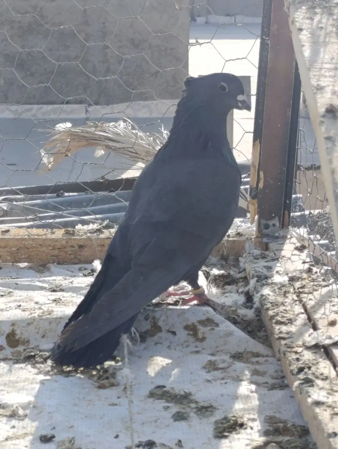 دوعدد نرغلاغ سیاه پشت دملول|پرنده|برخوار, |دیوار