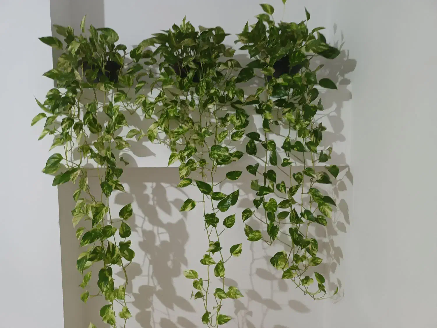 گلهای آپارتمانی و کاکتوس|گل و گیاه طبیعی|تالش, طولارود|دیوار