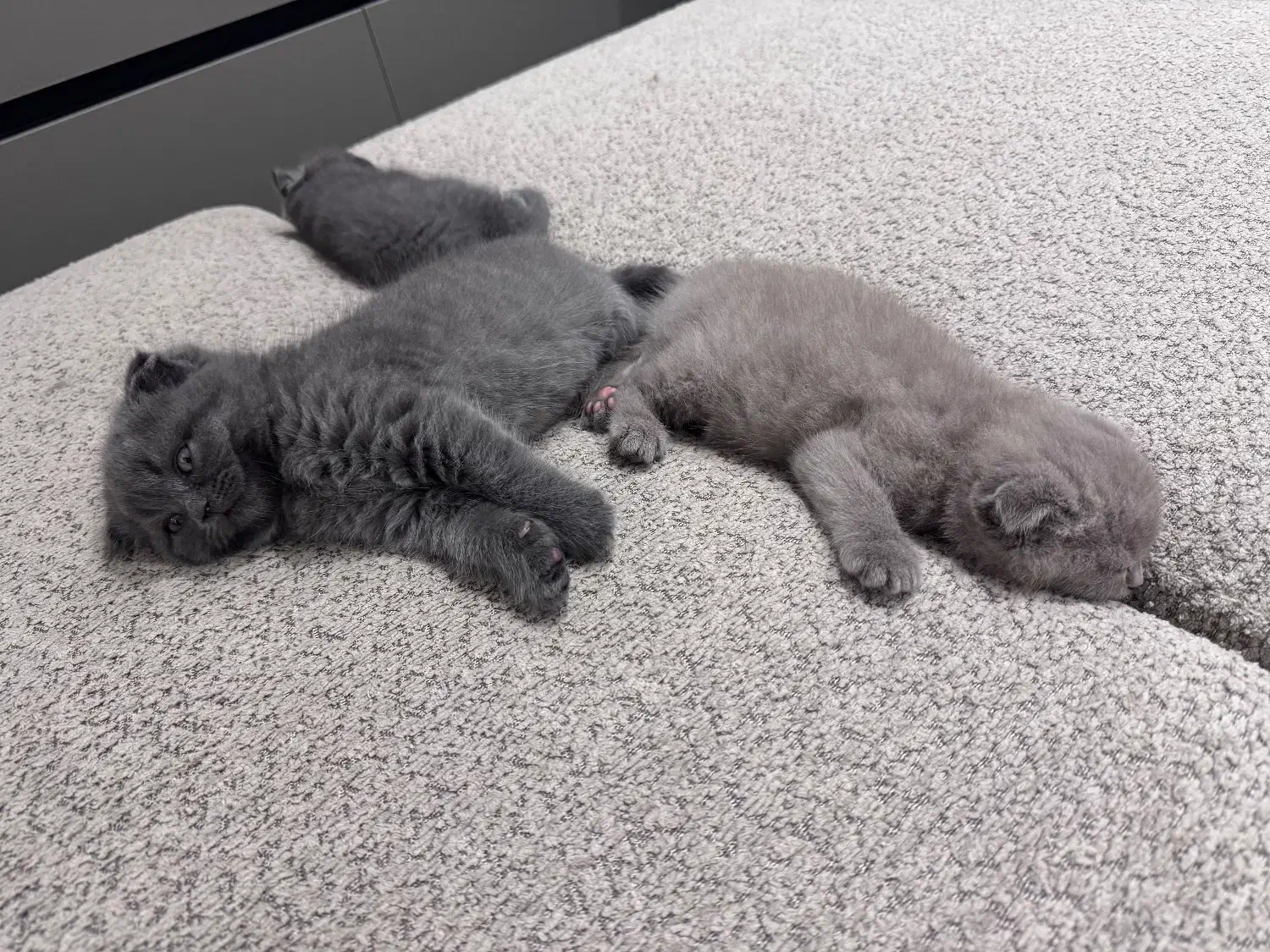 بچه گربه اسکاتیش دبل فولد|گربه|کرج, فاز ۱ مهرشهر|دیوار