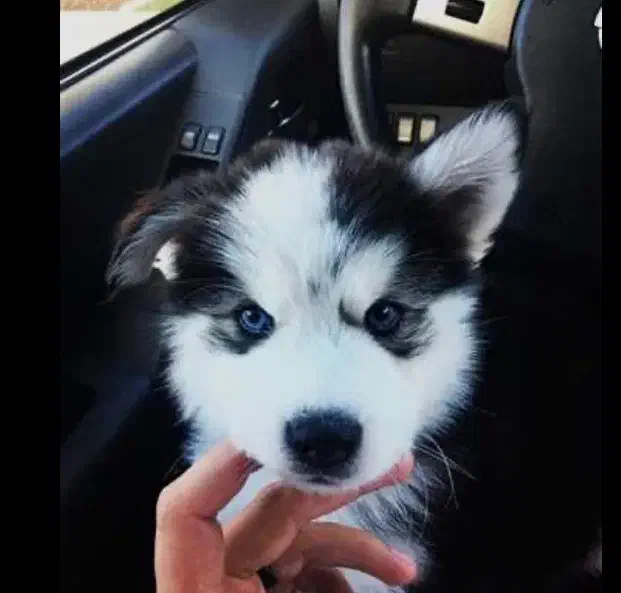 هاسکی نر و ماده|سگ|قم, باجک یک|دیوار