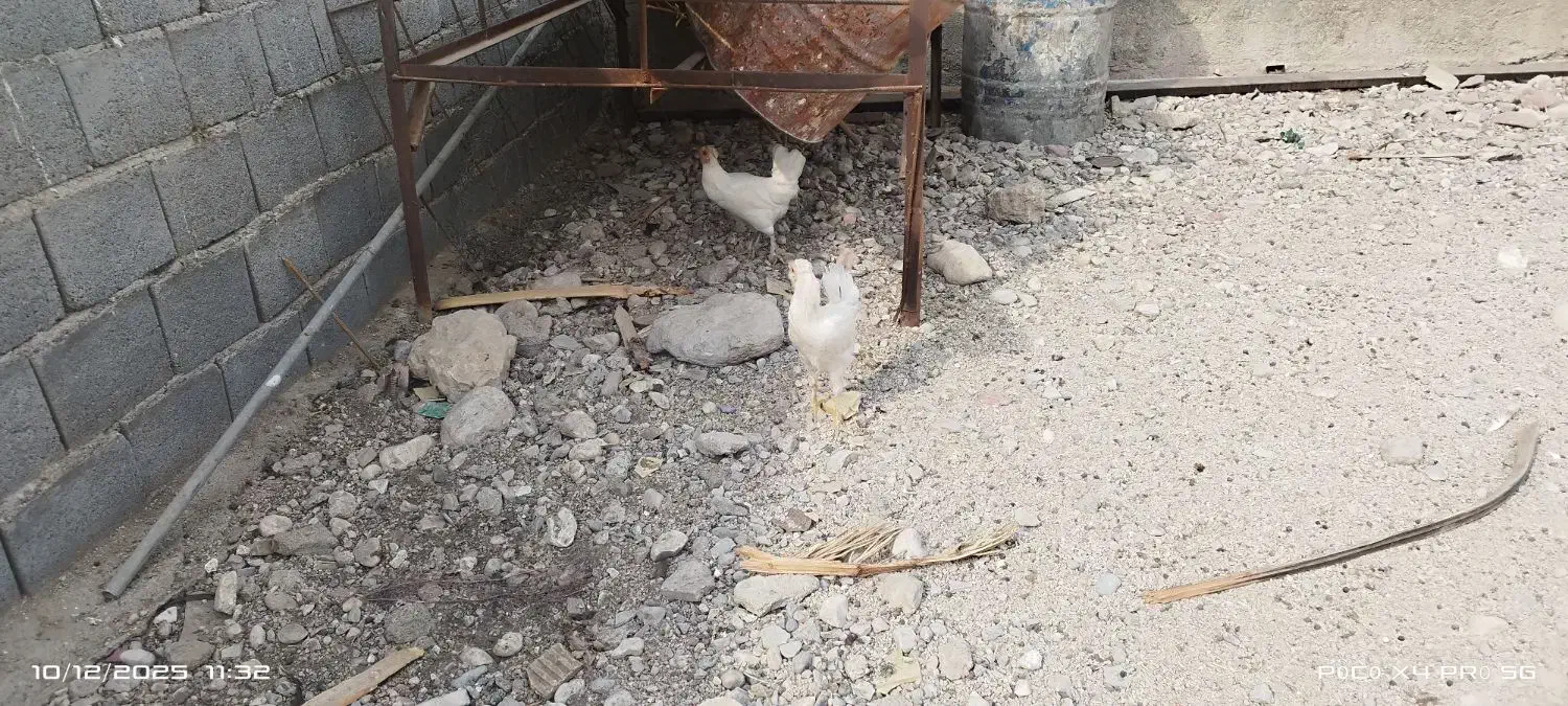 مرغ سفید چهل تاج|حیوانات مزرعه|خورموج, |دیوار