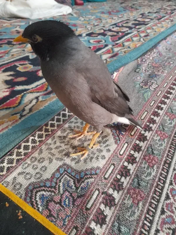 مینا|پرنده|نیمروز, |دیوار