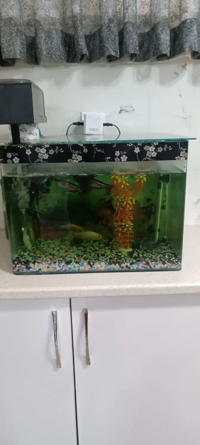 آکواریوم شیشه خم|ماهی|پاکدشت, پاکدشت (مامازند)|دیوار