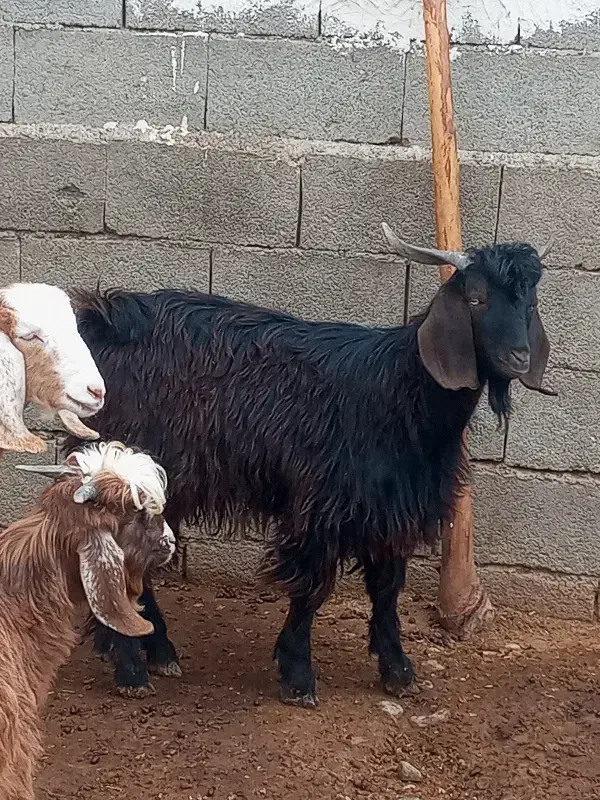 یک عدد بزغاله نر|حیوانات مزرعه|ماهیدشت, |دیوار